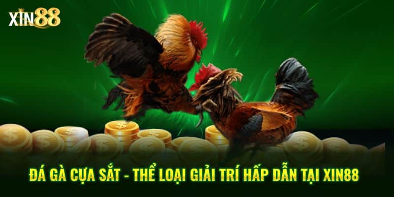 Đá gà cựa sắt tại Xin88 – Sân chơi đẳng cấp hàng đầu 1 đá gà cựa sắt 1