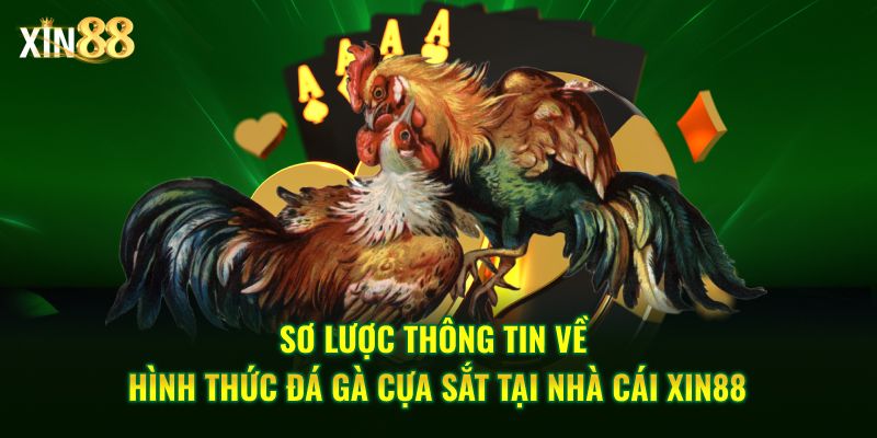Đá gà cựa sắt tại Xin88 – Sân chơi đẳng cấp hàng đầu 2 đá gà cựa sắt 2