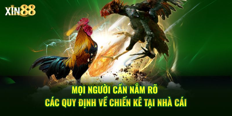 Đá gà cựa sắt tại Xin88 – Sân chơi đẳng cấp hàng đầu 3 đá gà cựa sắt 3