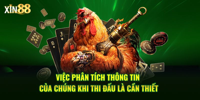 Đá gà cựa sắt tại Xin88 – Sân chơi đẳng cấp hàng đầu 4 đá gà cựa sắt 4