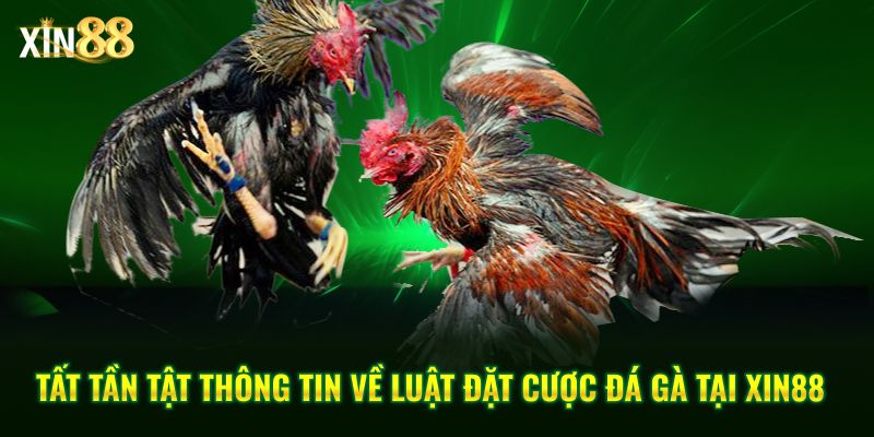 Luật đặt cược đá gà tại Xin88 – Cập nhật quy định cá cược 1 luật dặt cược đá gà 1