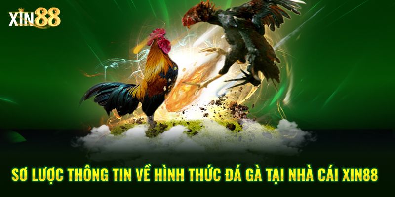 Luật đặt cược đá gà tại Xin88 – Cập nhật quy định cá cược 2 luật đặt cược đá gà 2