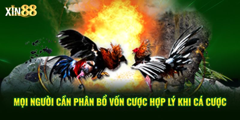 Luật đặt cược đá gà tại Xin88 – Cập nhật quy định cá cược 4 luật đặt cược đá gà 4