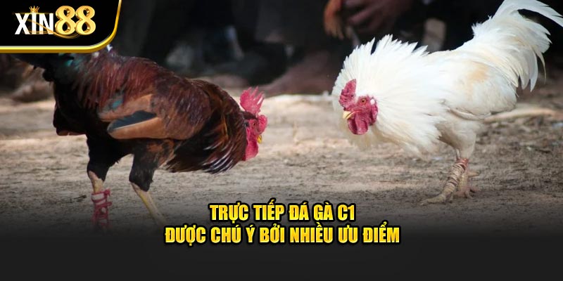 Trực Tiếp Đá Gà C1 - Thông Tin Cần Biết Tại Nhà Cái Xin88 2 Trực tiếp đá gà c1-1