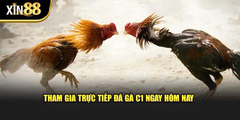 Trực Tiếp Đá Gà C1 - Thông Tin Cần Biết Tại Nhà Cái Xin88 3 Trực tiếp đá gà c1-2
