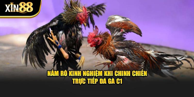 Trực Tiếp Đá Gà C1 - Thông Tin Cần Biết Tại Nhà Cái Xin88 4 Trực tiếp đá gà c1-3