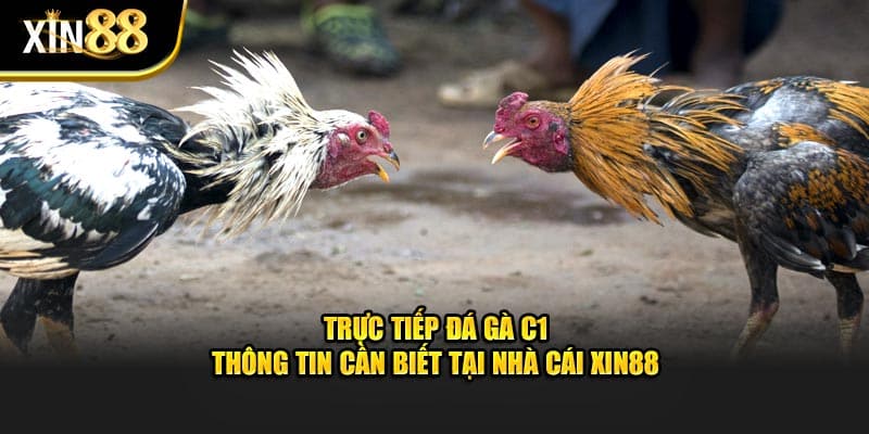 Trực Tiếp Đá Gà C1 - Thông Tin Cần Biết Tại Nhà Cái Xin88 1 Trực tiếp đá gà c1